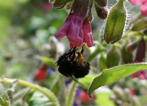 Sorry to make this startling, but to avoid the disappearance of honey, beeswax, and many flowers, our busy pollinators must while donating is also always an option, getting out in the garden and physically planting flowers and plants that bees love is one of the most. Urban Pollinators: The Hairy-footed flower bee (Anthophora ...