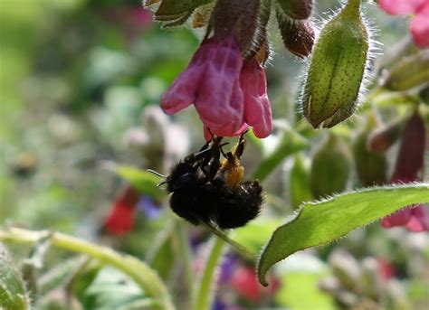 Maybe you would like to learn more about one of these? Urban Pollinators: The Hairy-footed flower bee (Anthophora ...