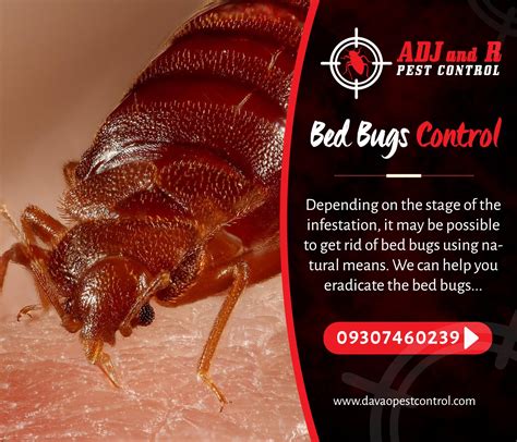 Bed Bugs Control Depending On The Stage Of The Infestation It May Be