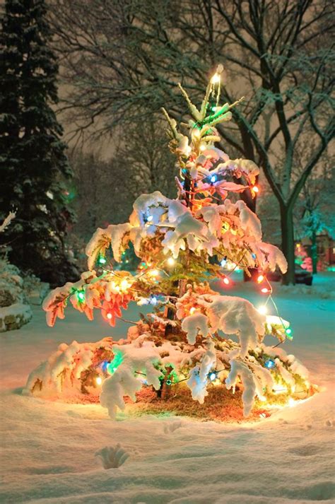 Winter Wonderland Snowy Winter Scenes And Christmas Trees Christmas Lights Christmas Tree