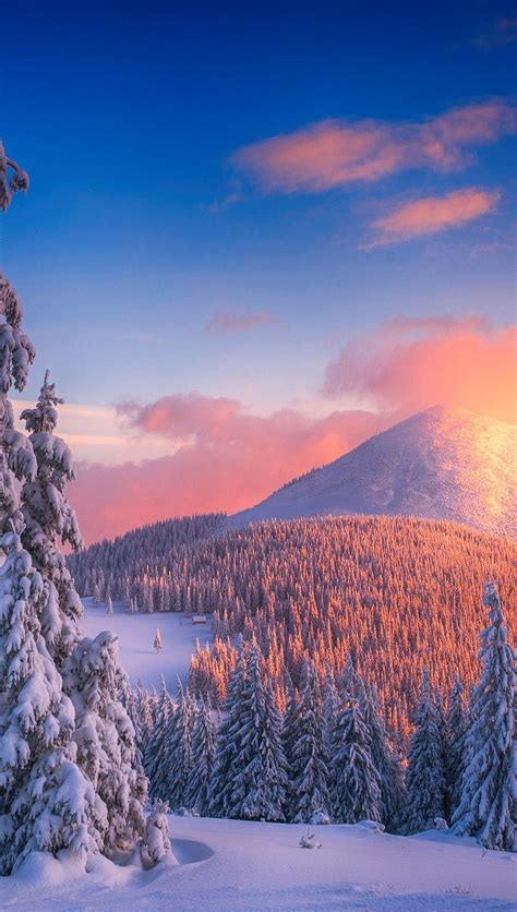 Snowy Pine Trees At Sunset In Mountains Wallpaper 4k Ultra Hd Id4397