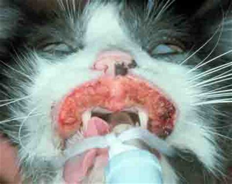 Even if fleas are not the. Cat Allergy Symptoms Pictures Causes Descriptions and