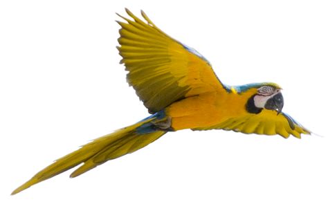 Parrot Bird Flight Yellow Flying Parrot Png Images Free Download Png