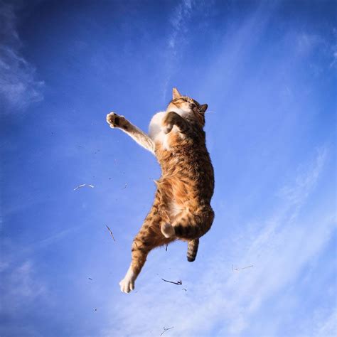 Más De 25 Ideas Increíbles Sobre Jumping Cat En Pinterest