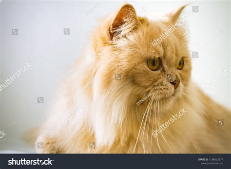 Persian Cat Portrait Yellow Hair Yellow Stock Photo 1188024274