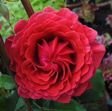 Buy Duftwolke ® Floribunda Rose Agel Rosen