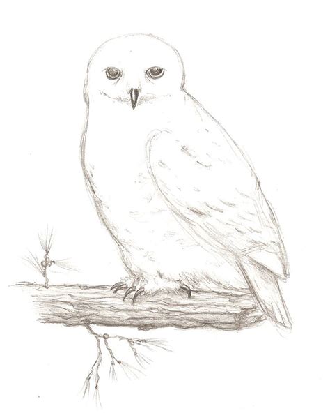 Snowy Owl By Skart2005 On Deviantart Owl Sketch Sketches Snowy Owl