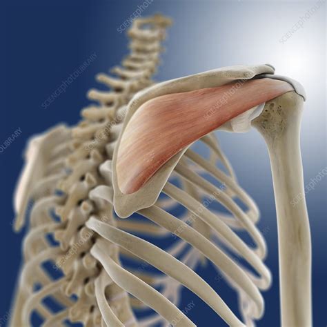 Shoulder Muscle Artwork Stock Image C0134509 Science Photo Library