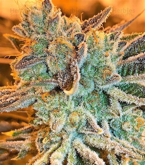 Pure Kush Feminized Seeds For Sale Information And Reviews Herbies Seeds