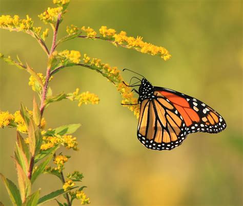 Monarch Butterfly Hanging On Goldenrod Photograph By John Burk Fine