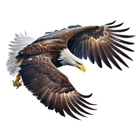 Eagle Flying White Transparent Eagle Wing Fly Png Transparent Image