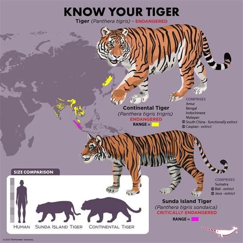 80 Surprising Tiger Facts That You Never Knew About Artofit