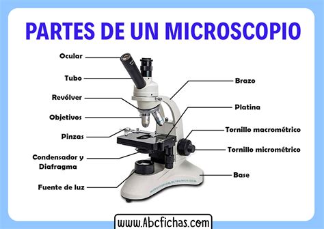 Cuales Son Las Partes De Un Microscopio Abc Fichas