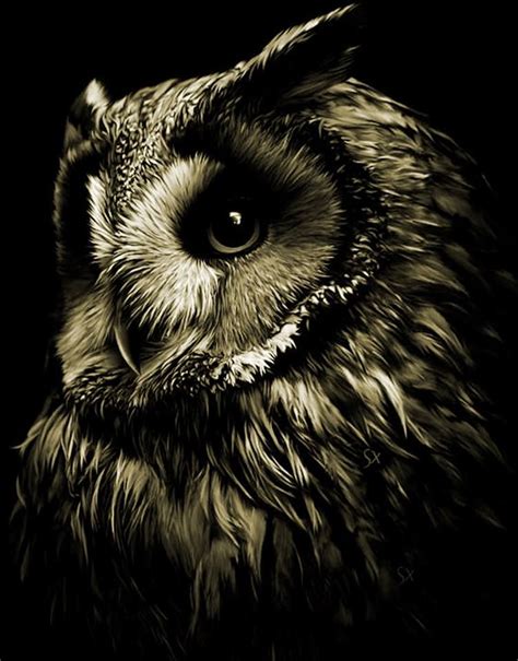 Beautiful Owl Mehr Owl Photography Wildlife Photography Photography