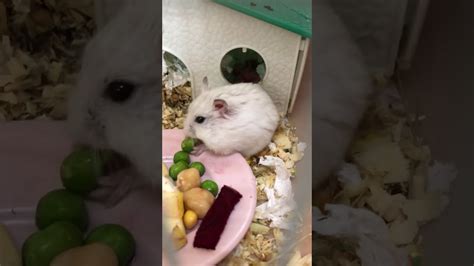 The Hamster Loves Green Peas Youtube