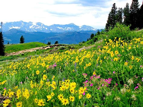Mountain Wildflowers Pretty Lovely Grass Bonito Spring Sky