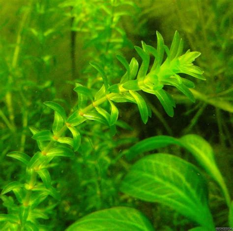 Elodea Canadensis Canadian Waterweed Flowgrow Aquatic Plant Database