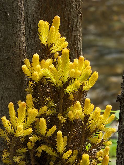 Yellow Witches Broom Of Spruce Picea Spp This Spruce D Flickr