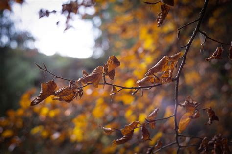 Free Photos Branches Closeup Depth Of Field Nature Autumn Tree Branch