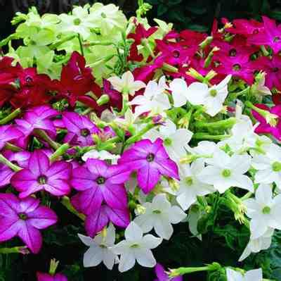 (first 5 days!) how to easily germinate to sprout. Garden Flower: Nicotiana (Flowering Tobacco) - Higgledy Garden