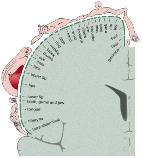 The Foot Fetish Brain Map Washington City Paper