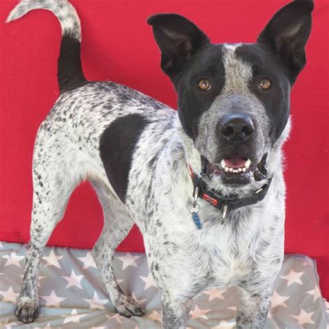 If you're the kind of person who's always in the outdoors and wants your dog with you, there are few better companions for the longest hike or run you can dream up. Mikey - Medium Male Blue Heeler x German Shorthaired ...