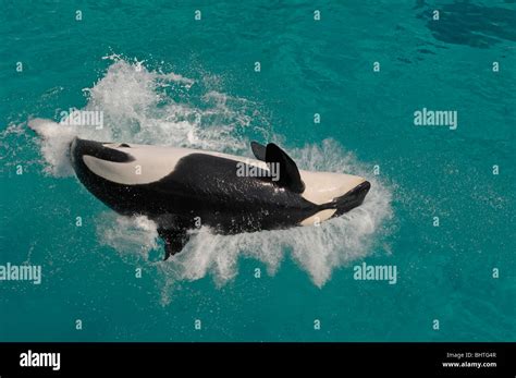 Orca Killer Whale Splashing Stock Photo Alamy