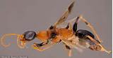 Images of Dementor Wasp