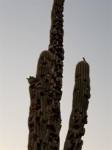 Golf Course Cacti In Arizona Rmildlyinteresting