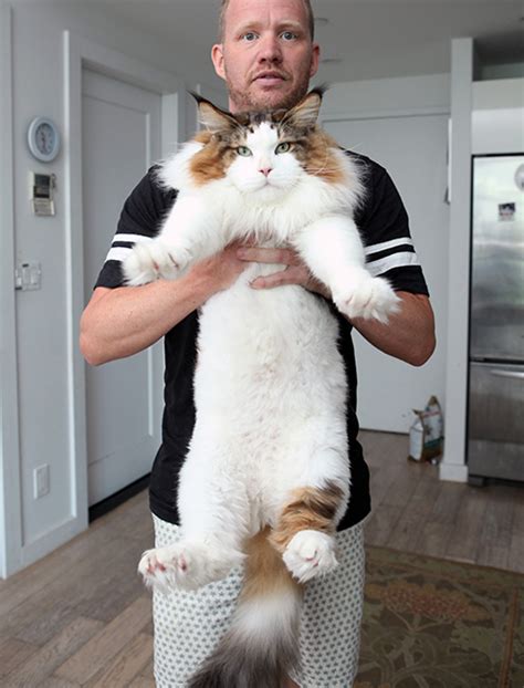 Is Samson The 4ft Maine Coon Cat The Biggest In The World