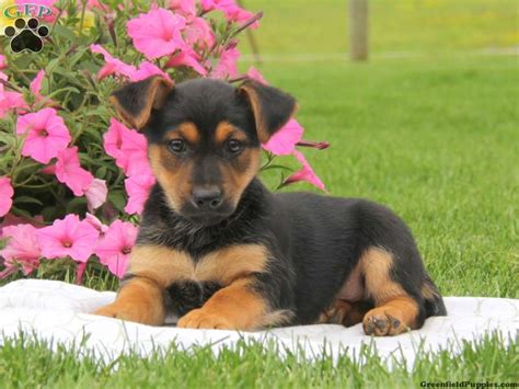 Miniature German Shepherd Puppies For Sale Greenfield Puppies