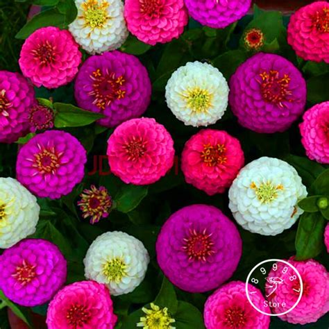 Help yourself to this list and check out if your favorite flower made it to the top 10! Loss Promotion!24 Colors Zinnia Seeds Perennial Flowering ...