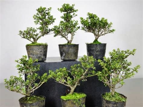 Cuidados De La Azalea Como Bonsai • Guía De Cultivo