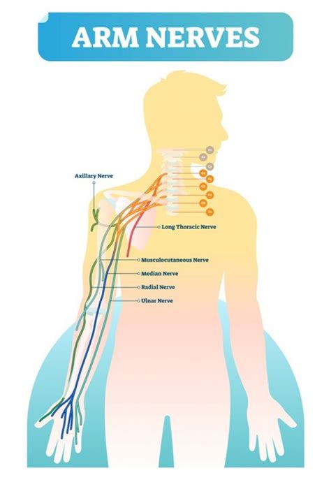 The Ulnar Nerve Queensland Health