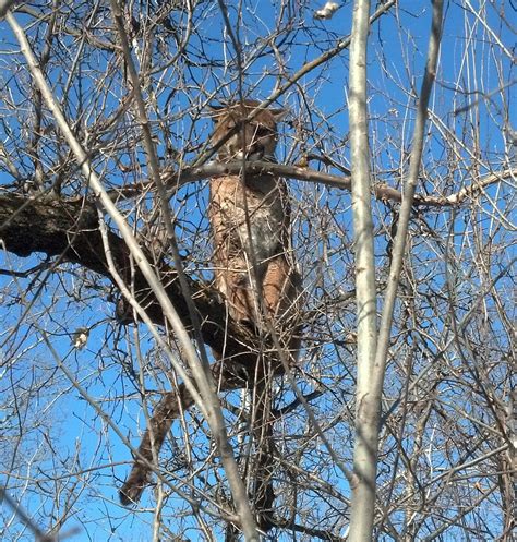 Minnesota Dnr Verifies Cougar Sighting On Trail Camera Near Baudette