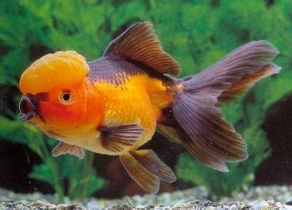 Pet friendly hotels in willemstad. Aquarium Fish for Sale | Goldfish for Sale | Lowest ...
