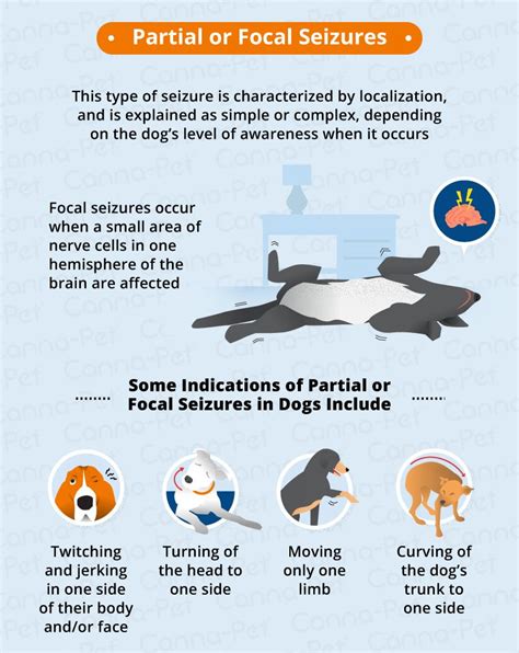 Types of Seizures in Dogs | Canna-Pet | Epilepsy in dogs, Dog seizures, Vet medicine