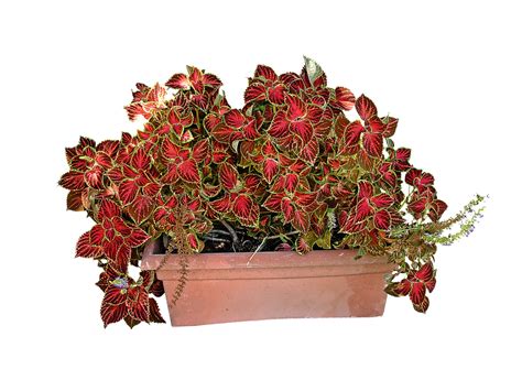 Coleus Growing Guide For Gloriously Colorful Borders Garden And Happy