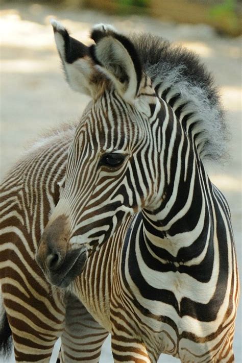 First Female Foal A Baby Grevys Zebra For Cincinnati Zoo Zooborns
