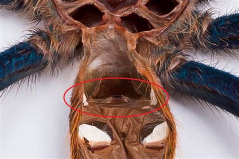 Can You Determine A Tarantulas Gender Even When Its Still A Sling Arachnoboards