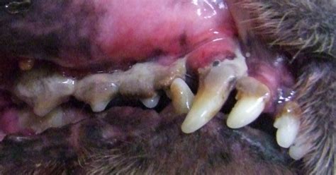 Pet teeth can break due to trauma (hit by a car, ball, or rock) or due to chewing on hard objects. a 12 year old Dachshund who had dental disease