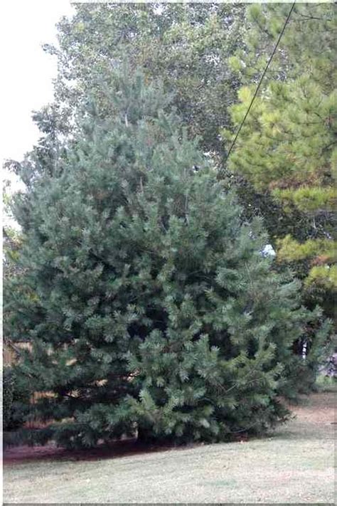 'vanderwolf's pyramid' is an upright, pyramidal tree with closely spaced, twisted, silvery blue green needles. Pinus flexilis Vanderwolfs Pyramid - Sosna giętka ...