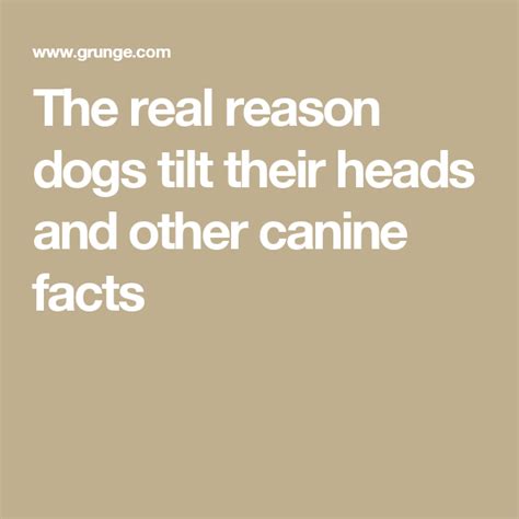 The Real Reason Dogs Tilt Their Heads And Other Canine Facts Canine