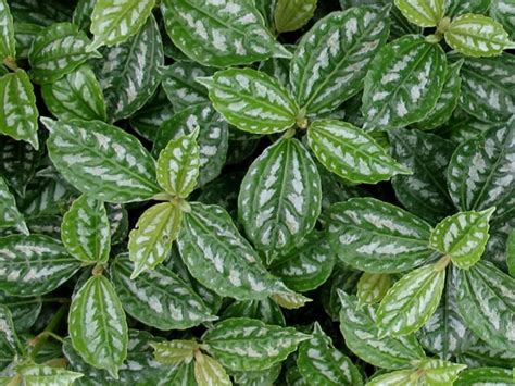 Check spelling or type a new query. Pilea, How to Grow and Care for Moon Valley Pileas ...