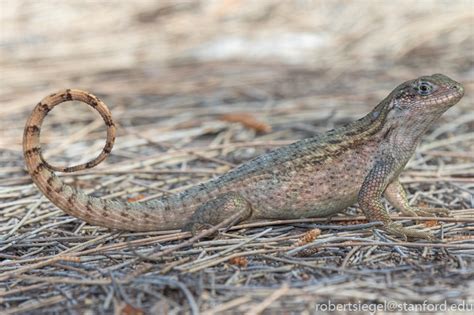 Curly Tailed Lizards