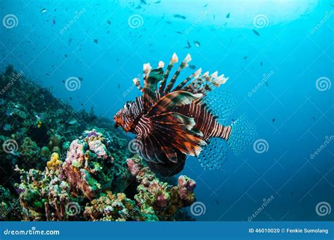 Common Lionfish Swimming Above Coral Reefs In Gili Lombok Nusa