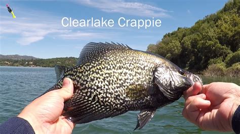Crappie Fishing Catching Huge Slabs On Jigs Clearlake Youtube