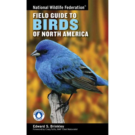 Outdoors Camping And Travel All Outdoors Books Bird Identification
