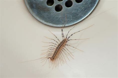 Insectes D Humidite Dans La Maison | Ventana Blog