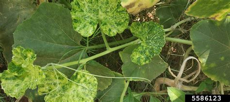 Cucumber Mosaic Virus Cmv Cucumovirus Cucumber Mosaic Virus Cmv